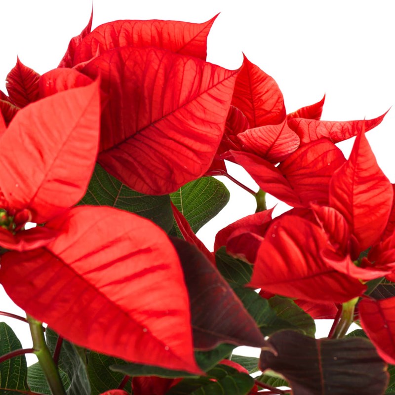 Poinsettia Gift (Atatürk Çiçeği Aranjmanı)