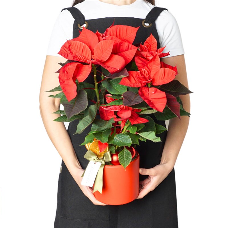 Poinsettia Gift (Atatürk Çiçeği Aranjmanı)