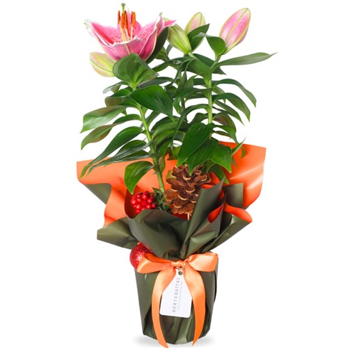 Berry Lily (Lilyum ve Kokina Aranjmanı)