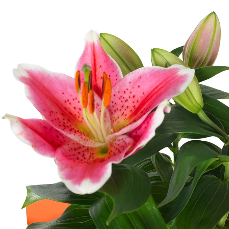 Berry Lily (Lilyum ve Kokina Aranjmanı)