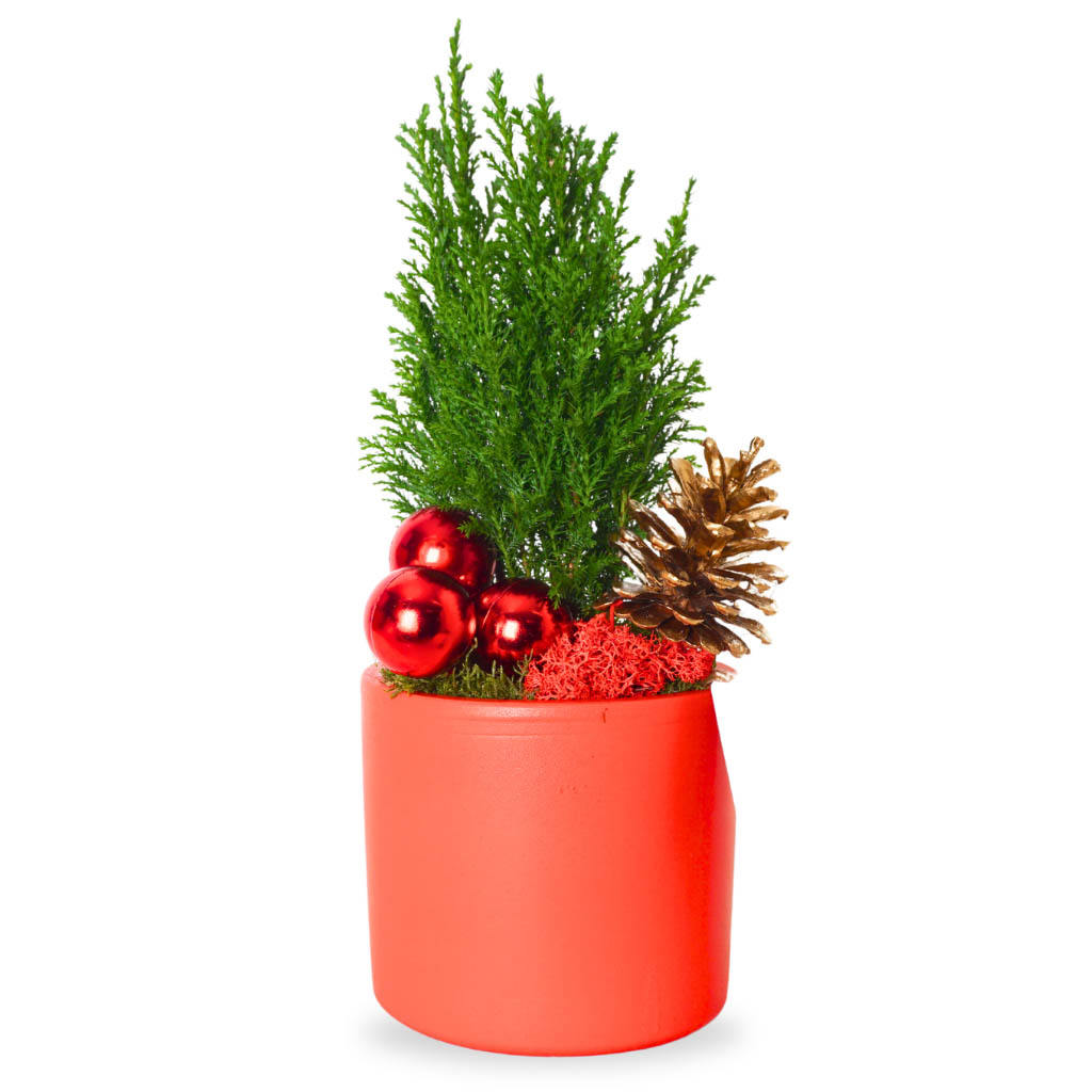 Festive Red Pine (Kırmızı Saksıda Çam Aranjmanı)