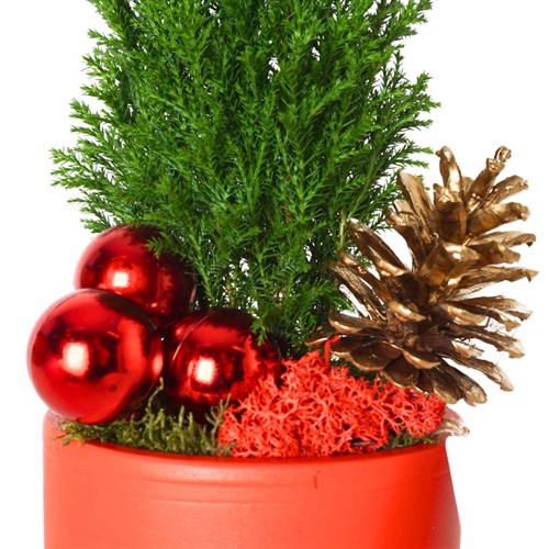 Festive Red Pine (Kırmızı Saksıda Çam Aranjmanı)