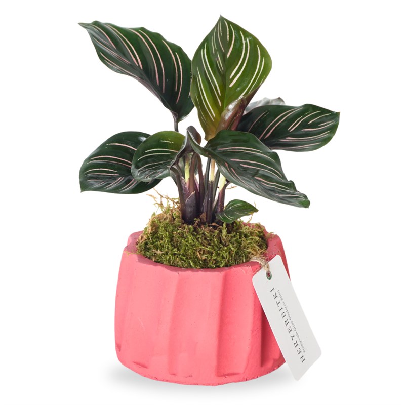 Calathea Sanderiana (Mini Dua iei)