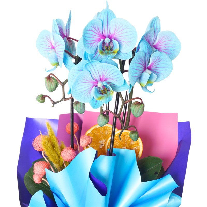 Çember Mavi Orkide Tasarımı (Cascade Pure Gift )