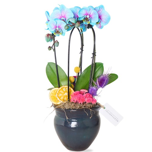 Mavi Çember Orkide - Premium Saksıda (Heavenly Blue)