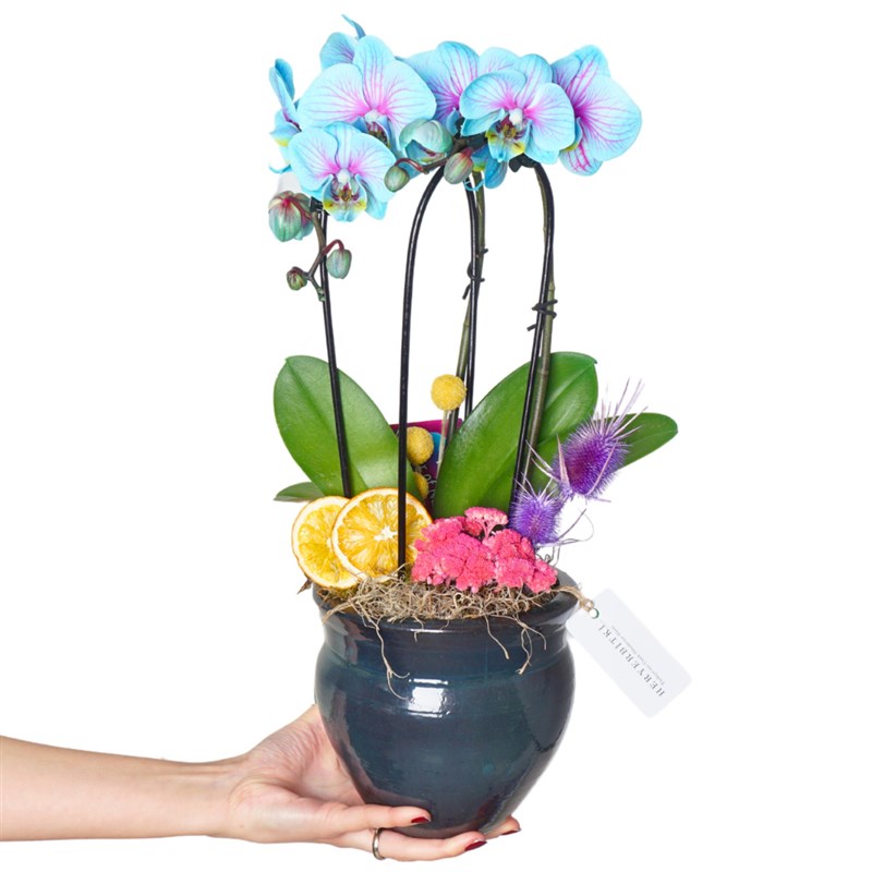 Mavi Çember Orkide - Premium Saksıda (Heavenly Blue)
