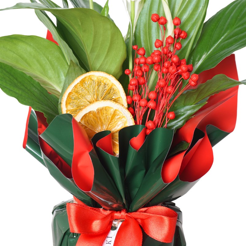 Red Spathiphyllum (Barış Çiçeği Tasarımı)