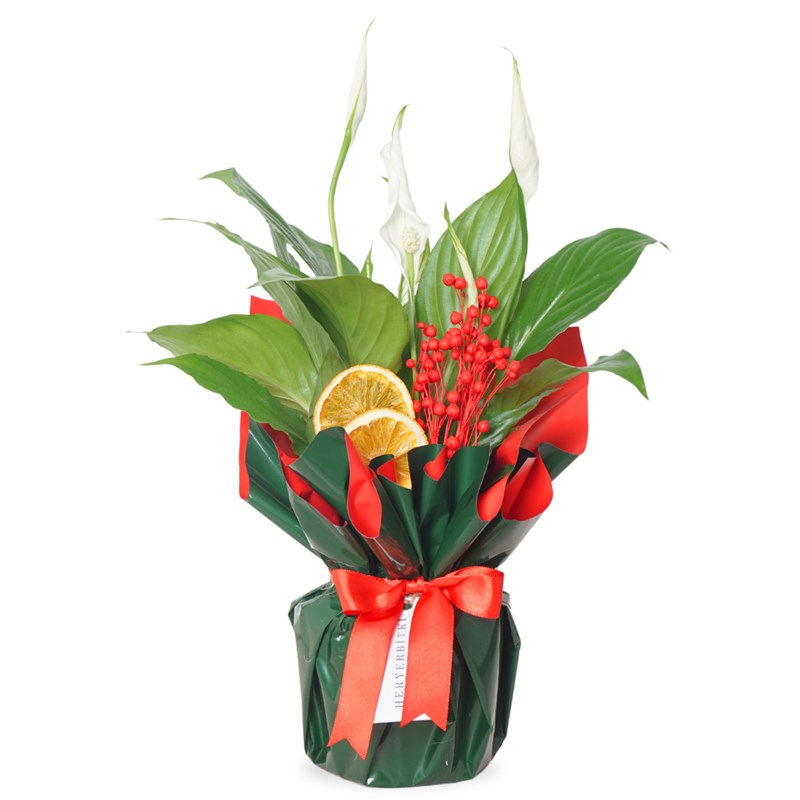 Red Spathiphyllum (Barış Çiçeği Tasarımı)