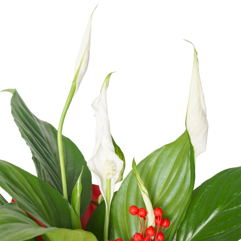 Red Spathiphyllum (Barış Çiçeği Tasarımı)