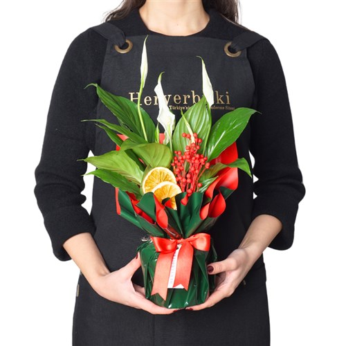 Red Spathiphyllum (Barış Çiçeği Tasarımı)