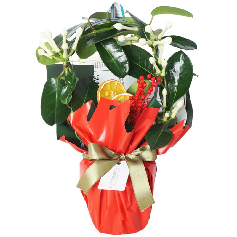Jasmine出品 Jasmines in Gift Packaging - Heryerbitki