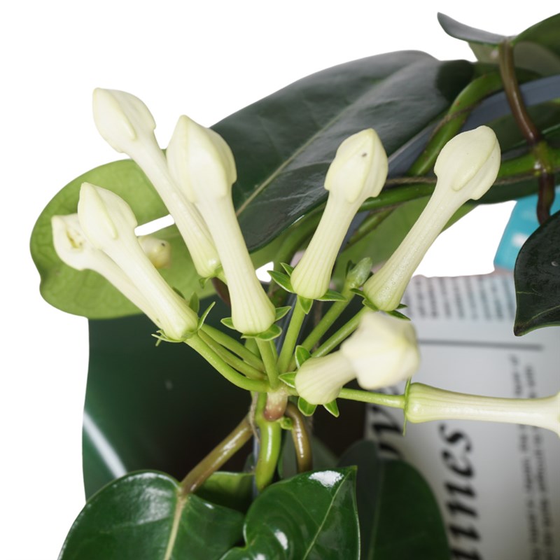 Jasmine出品 Jasmines in Gift Packaging - Heryerbitki