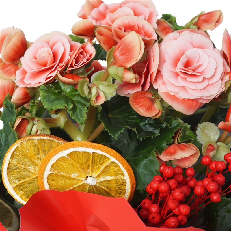 Begonia Surprise (Katmerli Pembe Begonya)