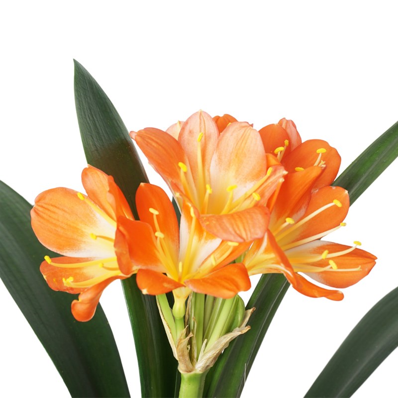 Clivia Bloom (Turuncu Clivia Çiçeği)