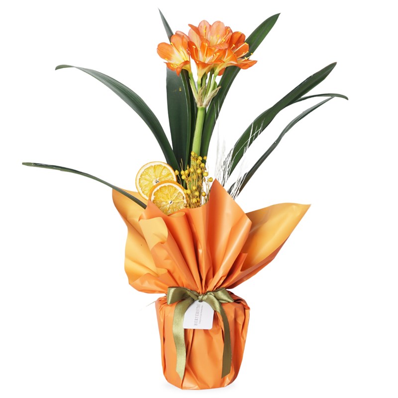 Clivia Bloom (Turuncu Clivia Çiçeği)