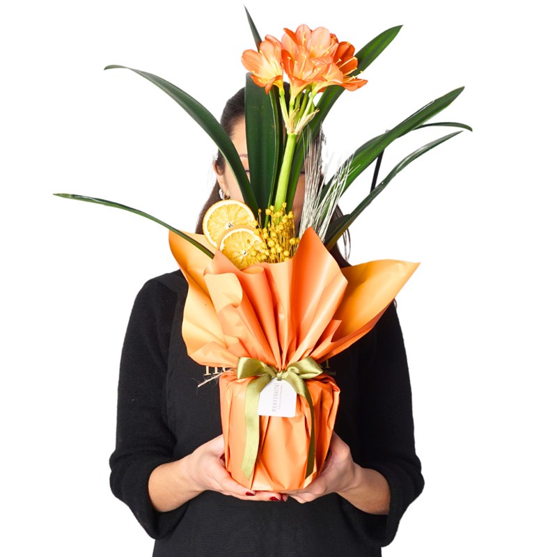 Clivia Bloom (Turuncu Clivia Çiçeği)