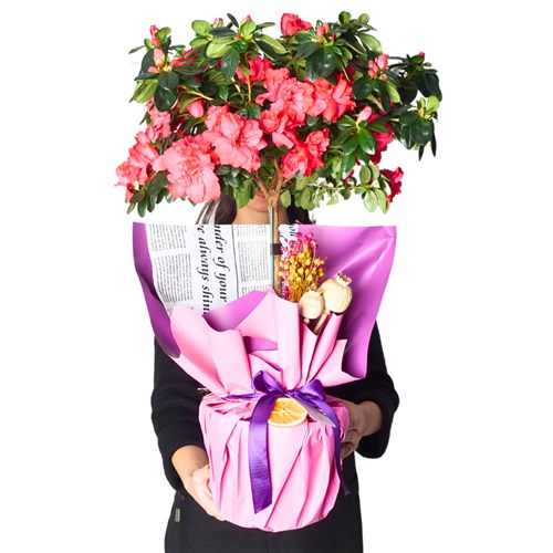 Grand Azalea Gift