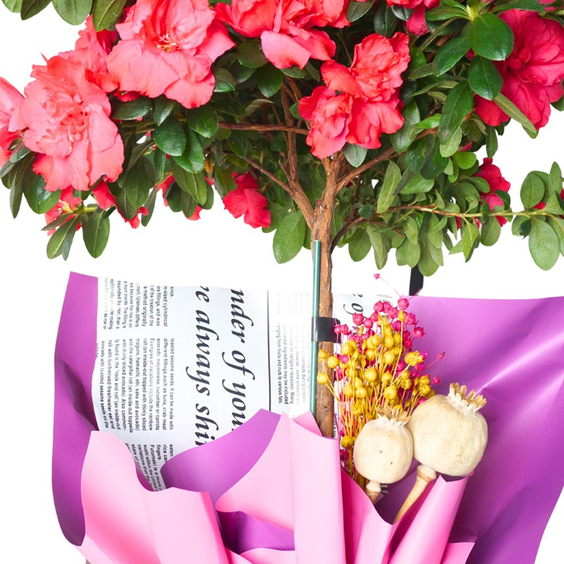 Grand Azalea Gift (Büyük Açelya Ağacı)