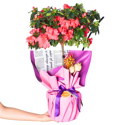 Grand Azalea Gift