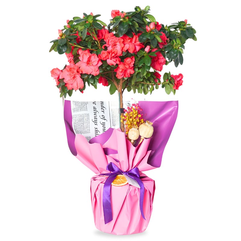 Grand Azalea Gift (Büyük Açelya Ağacı)