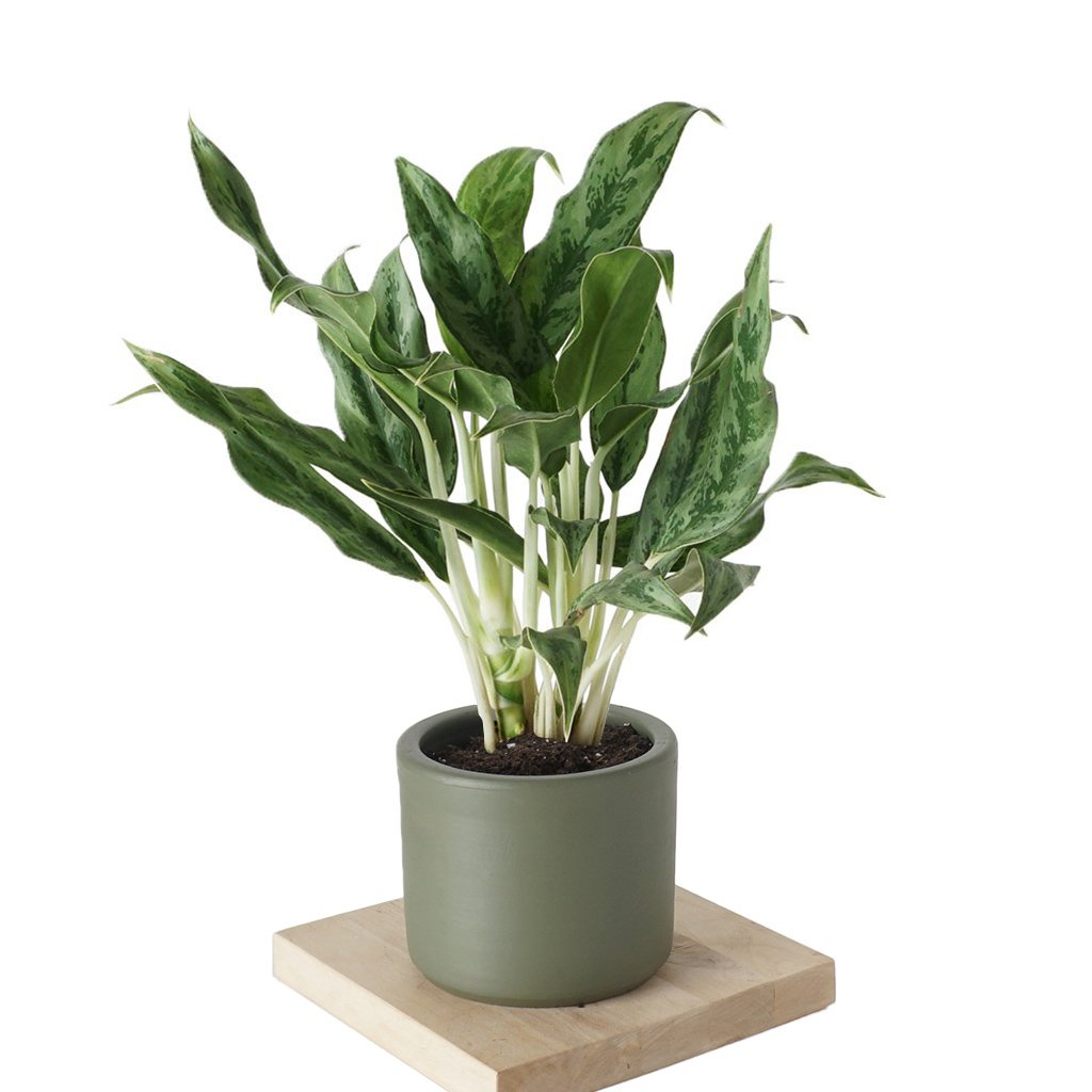 liquid indoor plant food Liquid Indoor Plant Food  Eco Garden Solutions