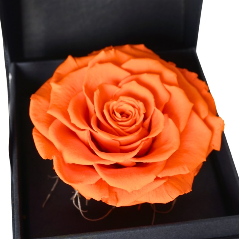 Premium Boxed XL Orange Everlasting Rose