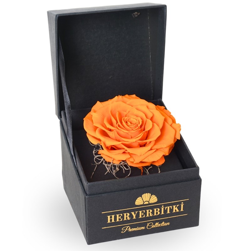 Premium Boxed XL Orange Everlasting Rose