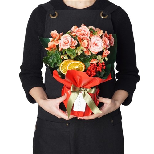 Begonia & Ferrero Rocher Bundle (Begonya ve Çikolata Seti)