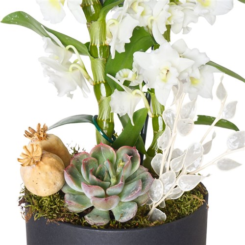 Kutuda Dendrobium Aranjmanı