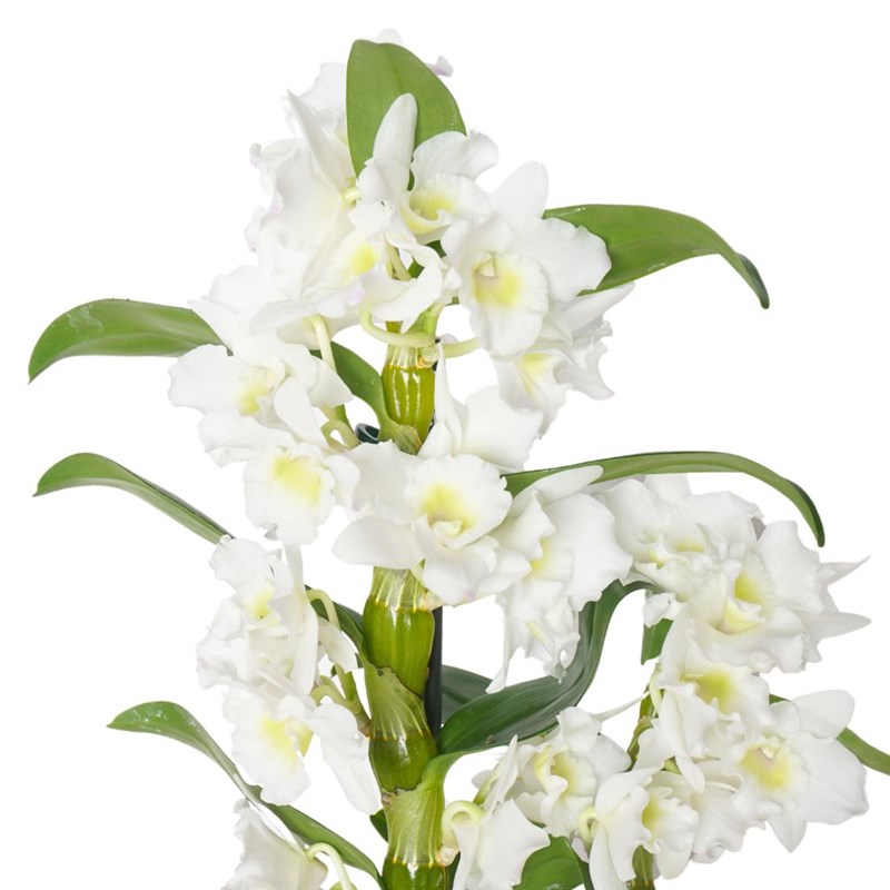 Kutuda Dendrobium Aranjmanı