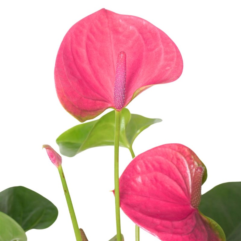 Pembe Antoryum Aranjmanı - Pembe Kutuda