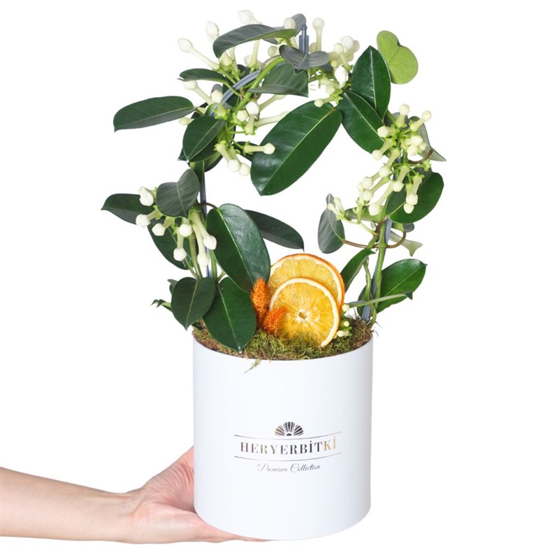 Premium Box Yasmin (Jasmine Arrangement)