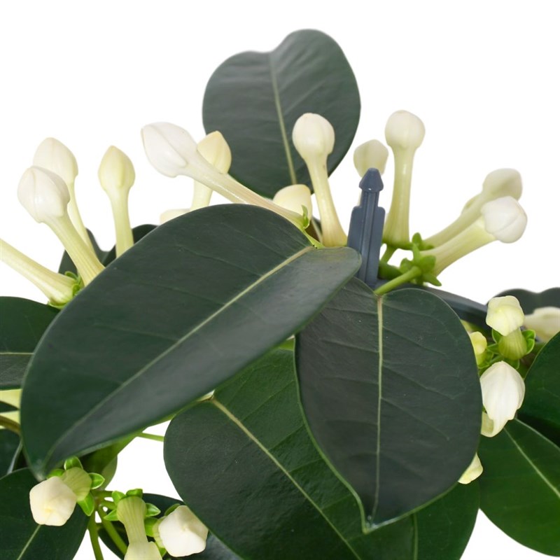 Jasmine Arrangement - Heryerbitki