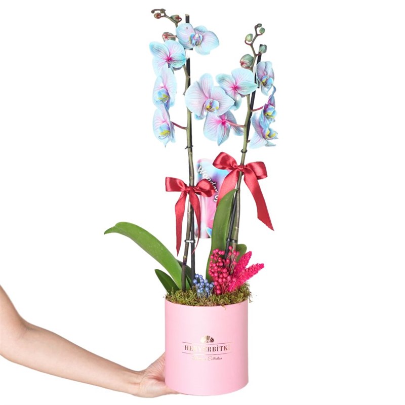 Premium Box Cascade Perfect (Pembe Kutuda Alacalı Mavi Orkide)