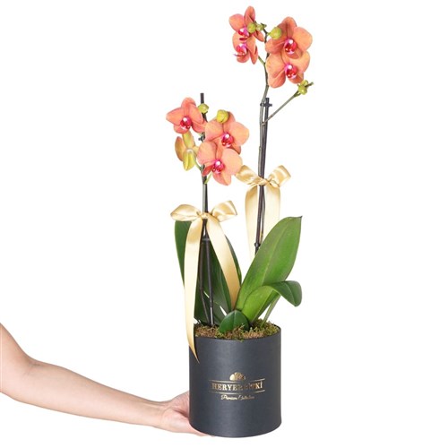 Premium Coral Box (Siyah Kutuda 2 Dallı Ateş Orkide)