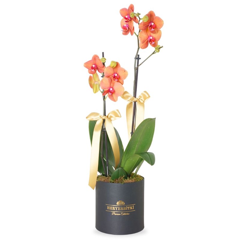 Premium Coral Box (Siyah Kutuda 2 Dallı Ateş Orkide)