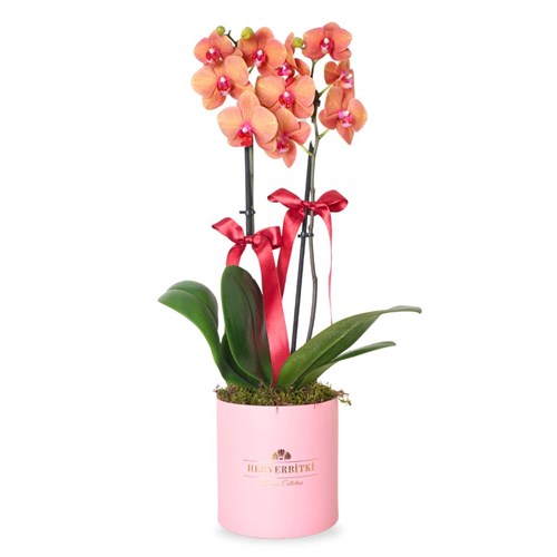 Premium Box Coral (Pembe Kutuda Ateş Orkide Aranjmanı)