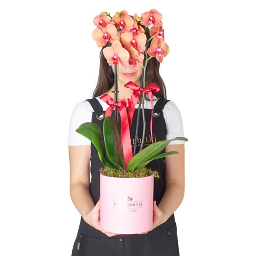 Premium Box Coral (Pembe Kutuda Ateş Orkide Aranjmanı)