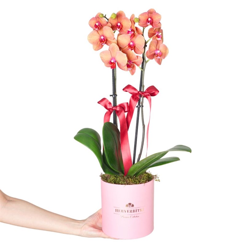 Premium Box Coral (Pembe Kutuda Ateş Orkide Aranjmanı)