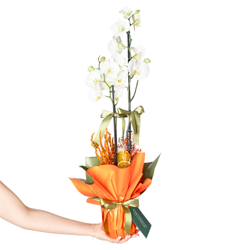 Celebrate Orchid (White Orchid Arrangement)