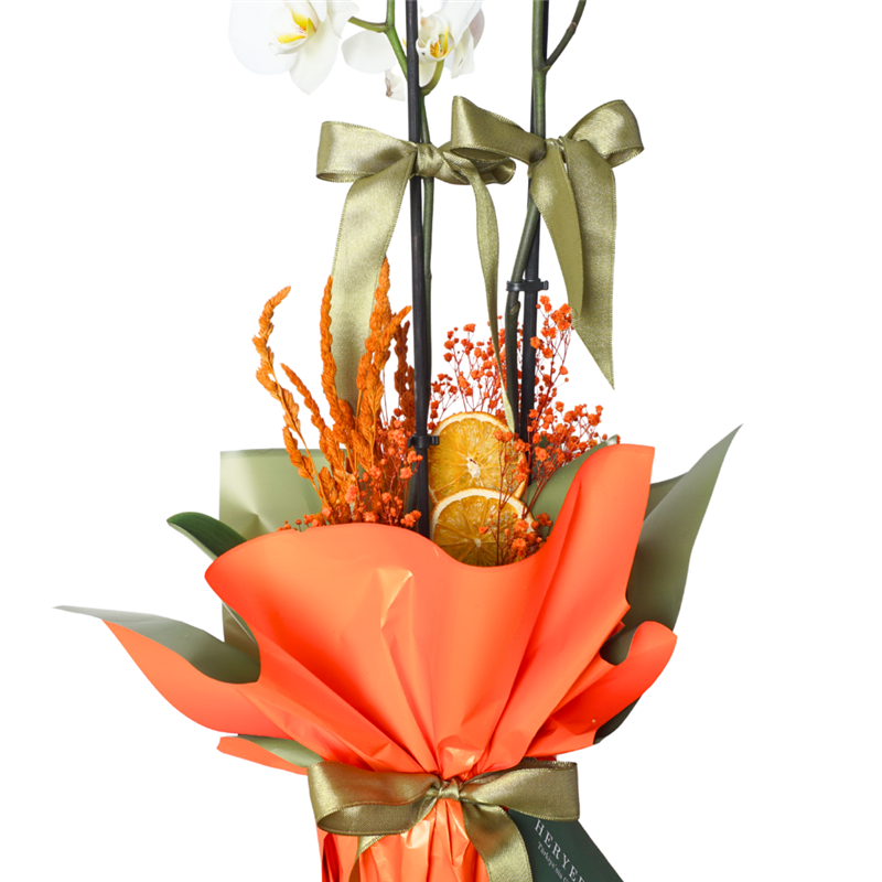 Celebrate Orchid (White Orchid Arrangement)