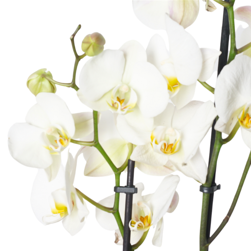Celebrate Orchid (White Orchid Arrangement)