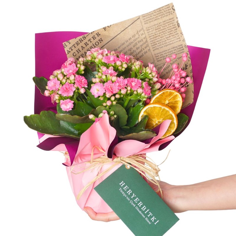 Pink Kalanchoe Gift (Pembe Çiçekli Kalanşo)