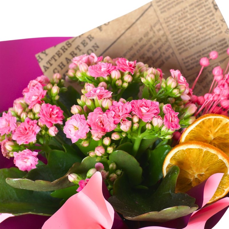 Pink Kalanchoe Gift (Pembe Çiçekli Kalanşo)