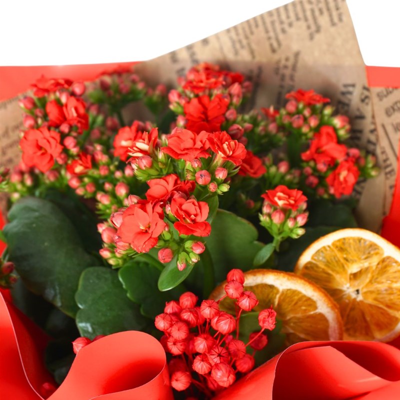 Red Kalanchoe Gift