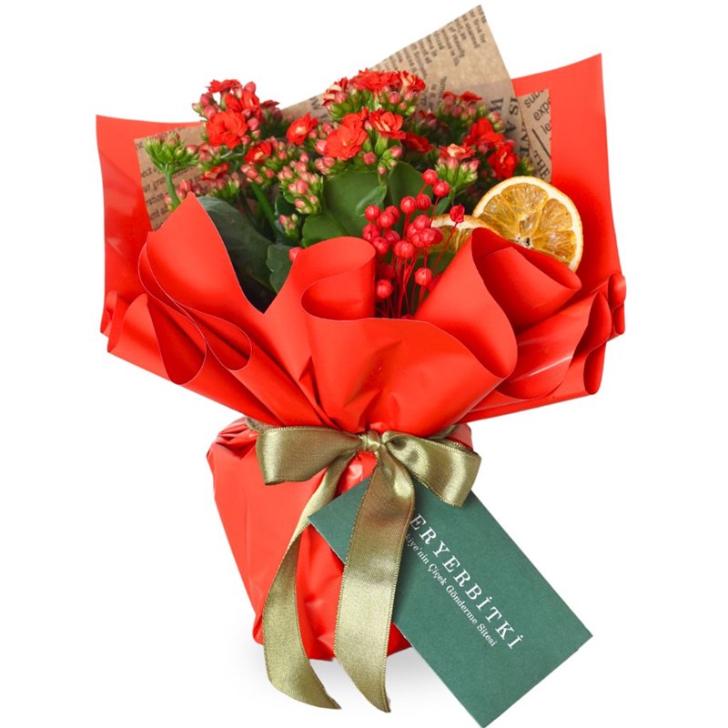 Red Kalanchoe Gift