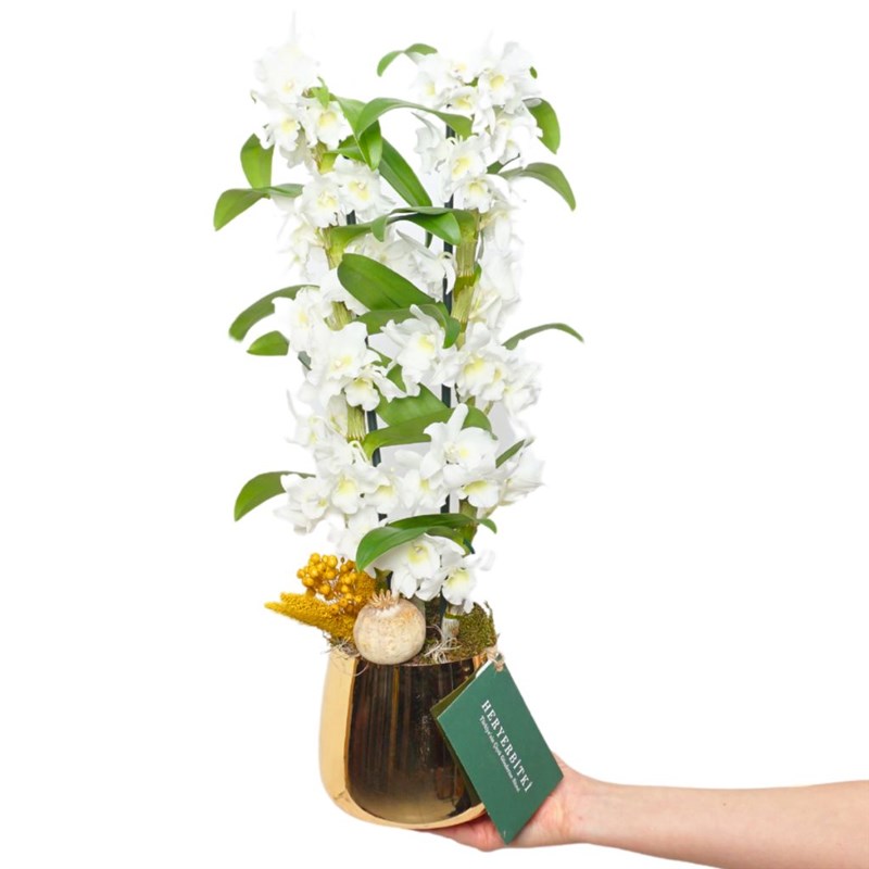Beyaz Dendrobium Aranjmanı - Premium Gold Saksıda