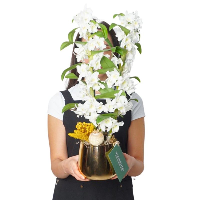 Beyaz Dendrobium Aranjmanı - Premium Gold Saksıda