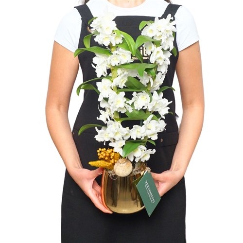 Beyaz Dendrobium Aranjmanı - Premium Gold Saksıda