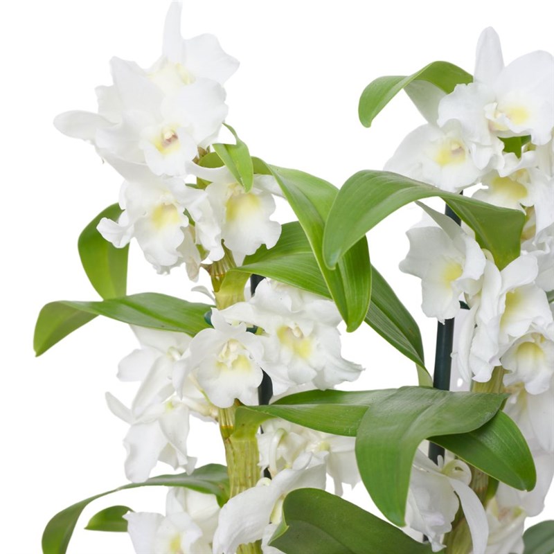 Beyaz Dendrobium Aranjmanı - Premium Gold Saksıda